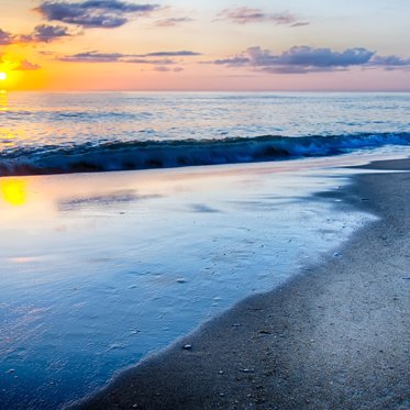 Unidentified Skeletal Creature Found Along North Carolina’s Outer Banks