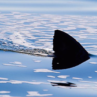 The Mysterious Shark Attack in Lake Michigan