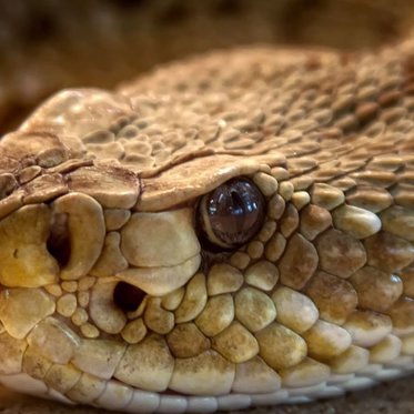 Headless Snake Attacks Its Killer