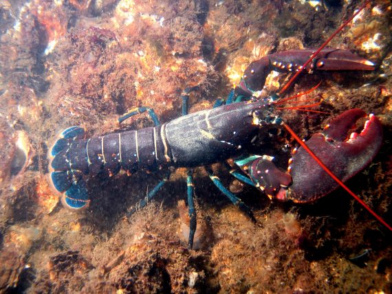 lobster 570x428