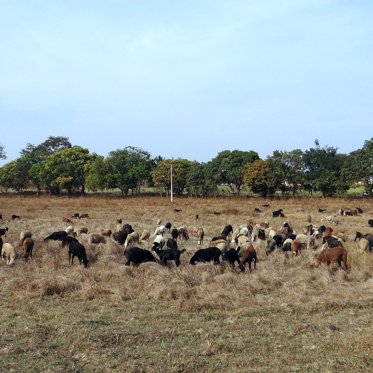 Mysterious Blood-Sucking Sheep Killer of India Strikes Again