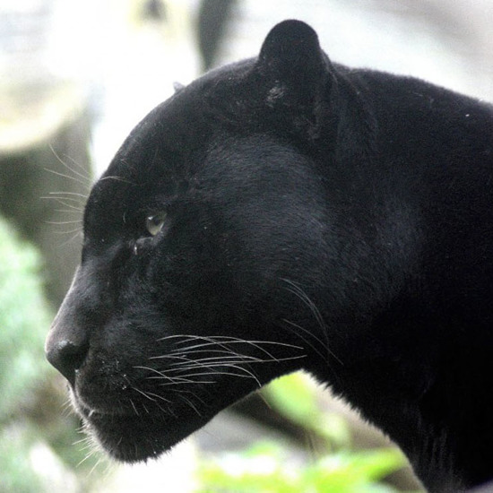 Mythical Blue Mountain Panther Reported Again in Australia