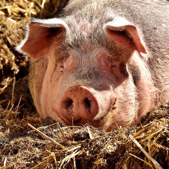 Mystic Marcus the Psychic Pig Predicts 2018 World Cup Winners
