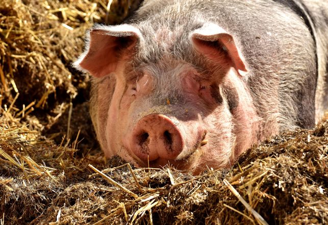 Mystic Marcus the Psychic Pig Predicts 2018 World Cup Winners