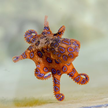 Storm Brings Rain of Octopus, Starfish, and Prawns to Chinese City