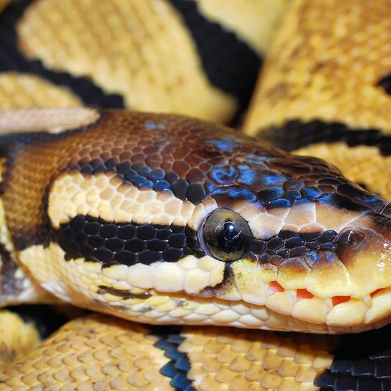 Indonesian Woman Meets 23-Foot Python and Only One Survives