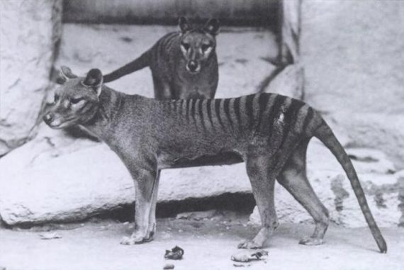 tasmanian tiger thylacine 570x381