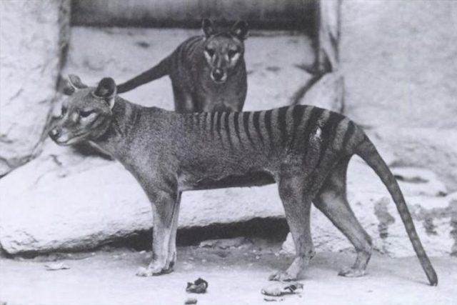 tasmanian tiger thylacine 640x427