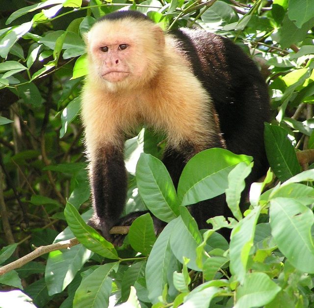 1046px Capuchin Costa Rica 640x627