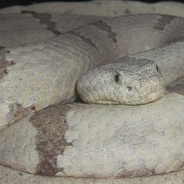 Rare White Rattlesnake Appearance Could Be a Political Warning Sign