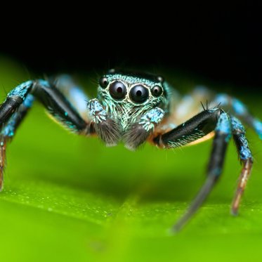 Spiders Can Fly Through the Air by Riding on Electrical Currents