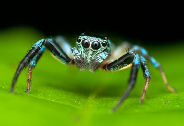 Spiders Can Fly Through the Air by Riding on Electrical Currents