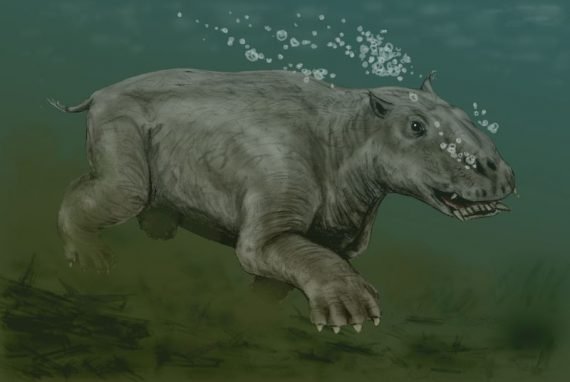 Paleoparadoxica hippo discovered archaeology 570x382