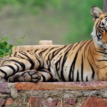 A True Tale of a Mysterious Queen Tigress