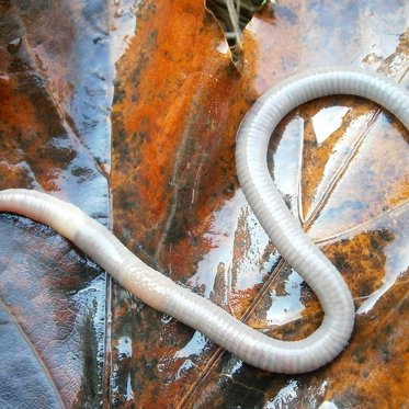 Worms Frozen For 40,000 Years Brought Back to Life, Fueling Hope For Human Cryogenics