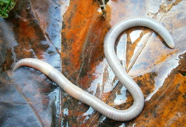 Worms Frozen For 40,000 Years Brought Back to Life, Fueling Hope For Human Cryogenics
