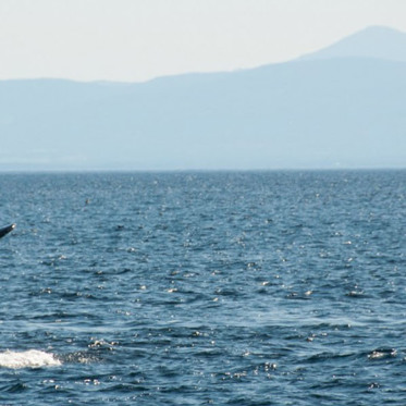 Unique Hybrid Whale-Dolphin Discovered Near Hawaii