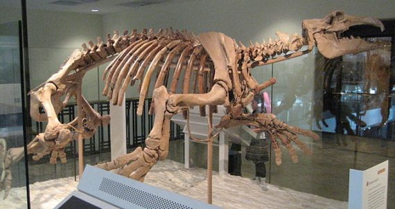 archaeology japan sea hippo 570x302