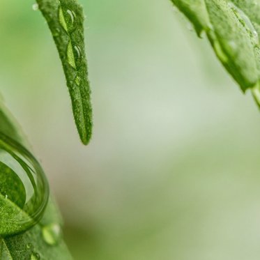 Researcher Links Biblical Oil to Using Cannabis Oil for Epilepsy