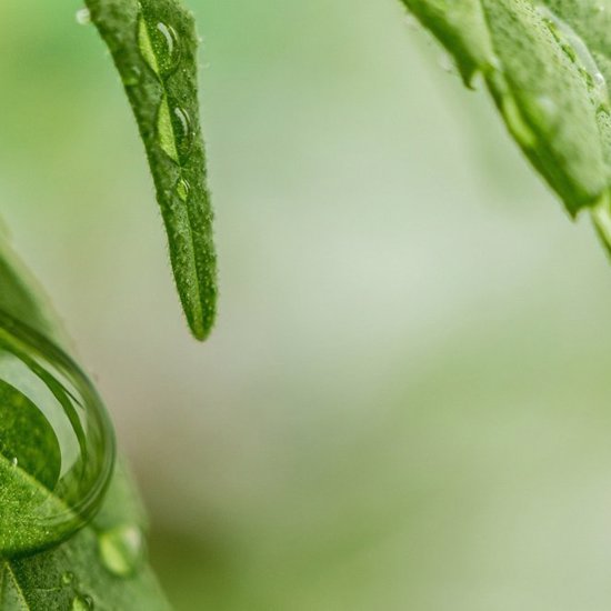 Researcher Links Biblical Oil to Using Cannabis Oil for Epilepsy