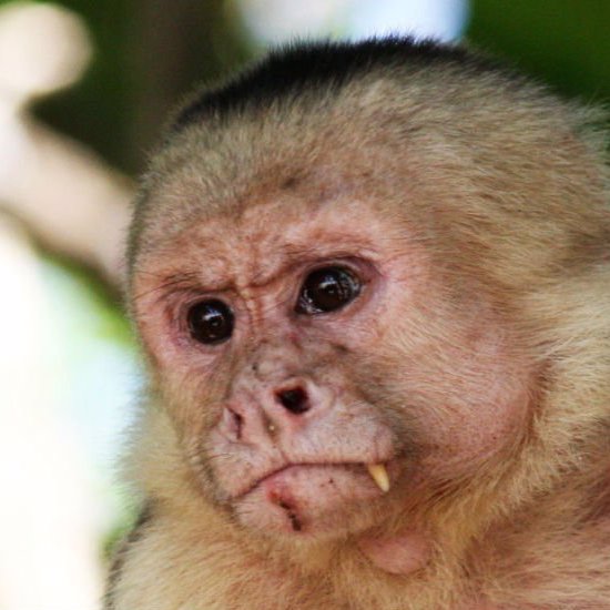 Monkeys in South America Have Entered the Stone Age