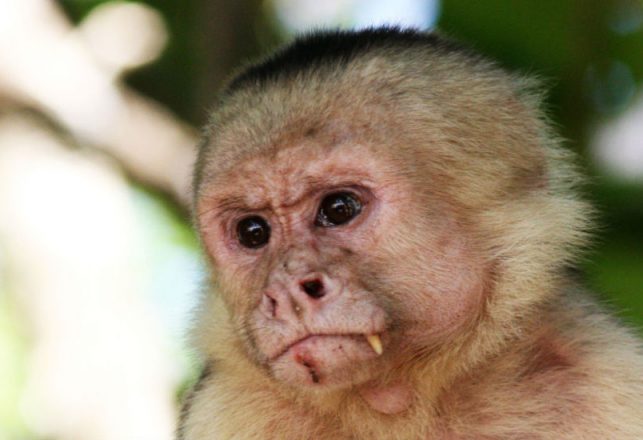 Monkeys in South America Have Entered the Stone Age