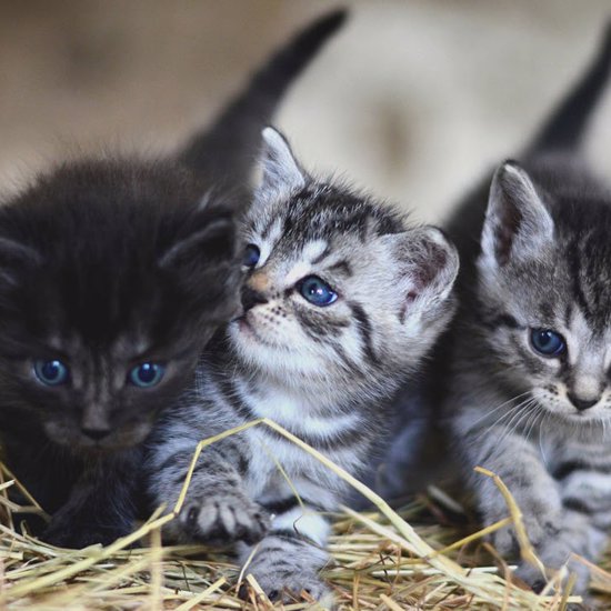 Parasite from Cat Litter May Help Create Entrepreneurs