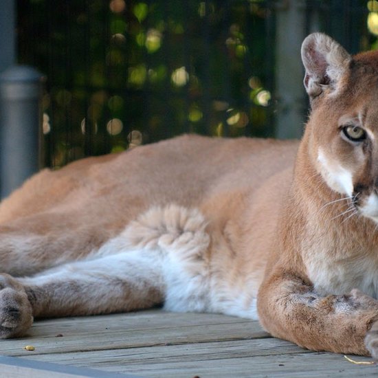 Watch Out, Dogman — Cougars Are On the Loose in Michigan
