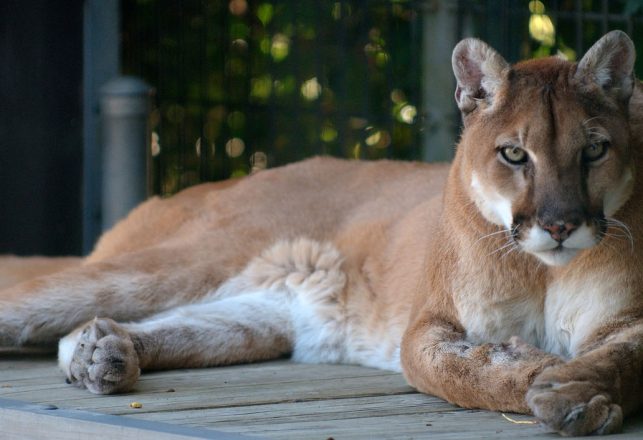 Mysterious Big Cat Spotted in Pennsylvania