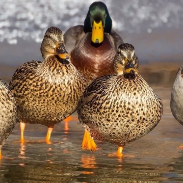 Australian Woman Blames Duck Abductions on Aliens