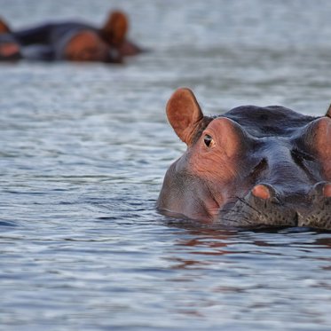 Prehistoric Japanese Sea Hippo Discovered in a Dusty Museum Cabinet