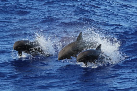 three melon headed whales leaping med 570x380