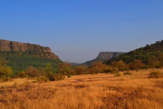 why africa if ranthambore