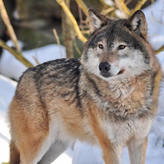 Wolves Have Escaped From the Chernobyl Exclusion Zone