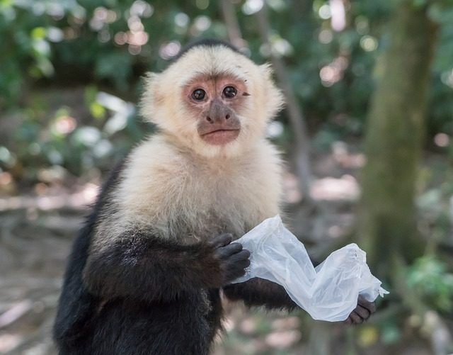 www maxpixel net White headed Capuchin Mammal Primate Monkey 3284891 640x501