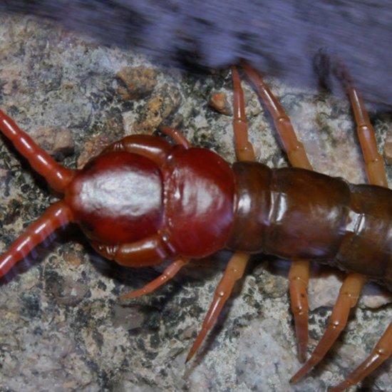 Mysterious Fatal Disease Caused By Eating Raw Centipedes