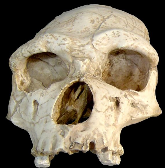 Homo erectus skull 570x581