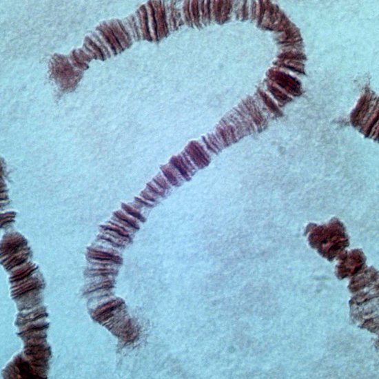 Chinese Scientists Create Creature With One Giant Chromosome