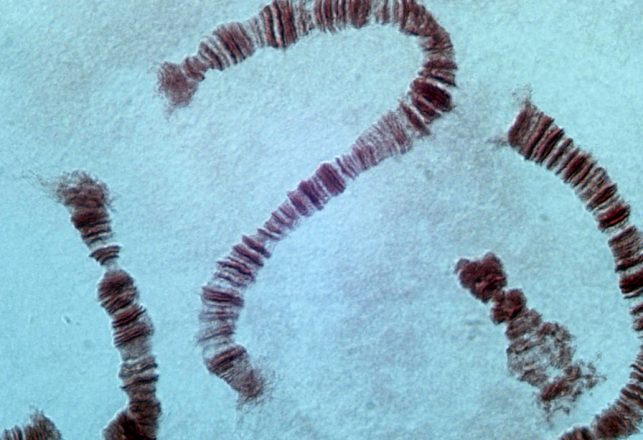Chinese Scientists Create Creature With One Giant Chromosome