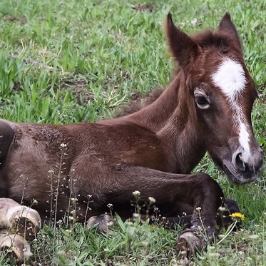 Perfectly Preserved Ice Age Horse Found in Siberian Permafrost