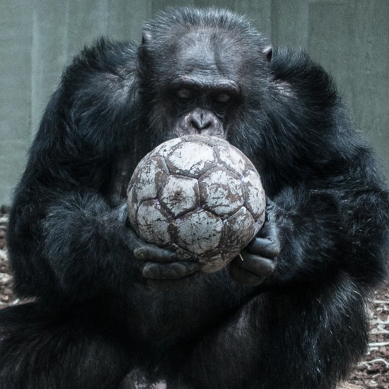 Apes and Us: Odd Similarities and Interbreeding Between Humans and Chimpanzees