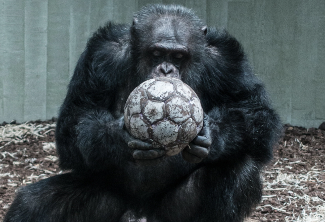 Apes and Us: Odd Similarities and Interbreeding Between Humans and Chimpanzees