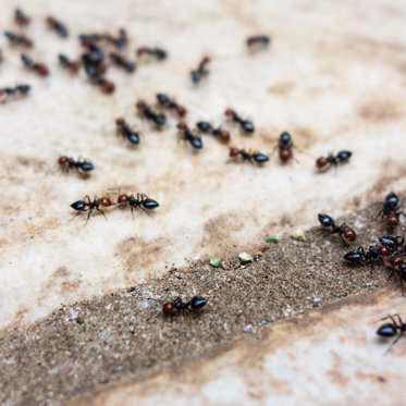 Ants Filmed Performing Bizarre ‘Funeral Ritual’ for Fallen Bumblebee