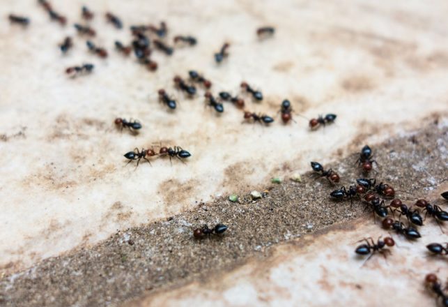 Ants Filmed Performing Bizarre ‘Funeral Ritual’ for Fallen Bumblebee