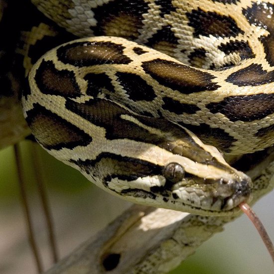 Giant Hybrid Pythons are Evolving in Florida