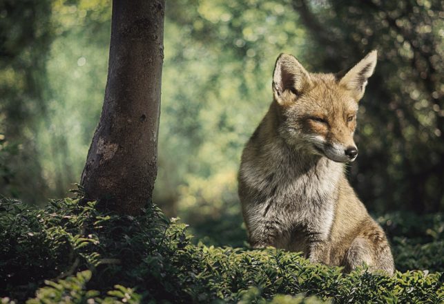 The Kitsune: A Mysterious Shapeshifter