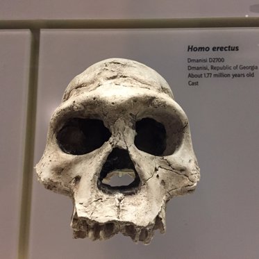 Scientists Claim Homo Erectus Went Extinct Because of Laziness