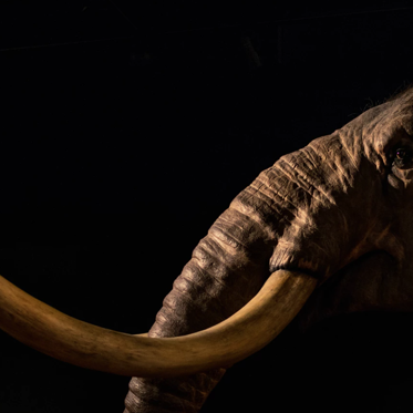 Pleistocene Park? This Russian Laboratory Plans to Revive Extinct Megafauna