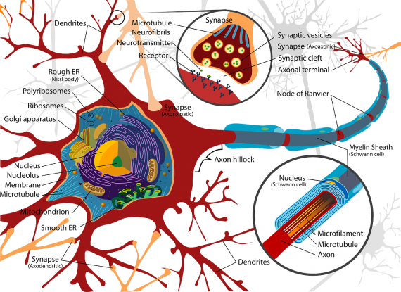 neuron diagram 570x415