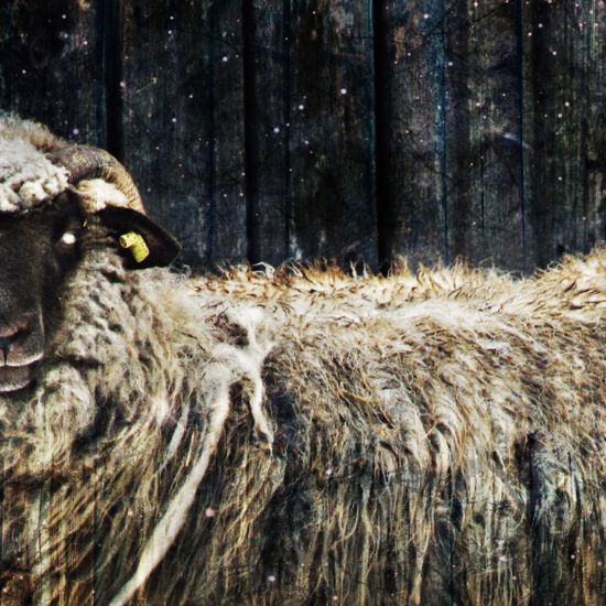 Ukrainian Villagers Terrified as Sheep Are Mysteriously Drained of Blood